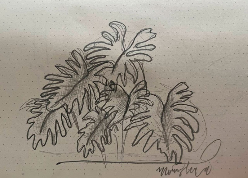 Dibujo de mosntera