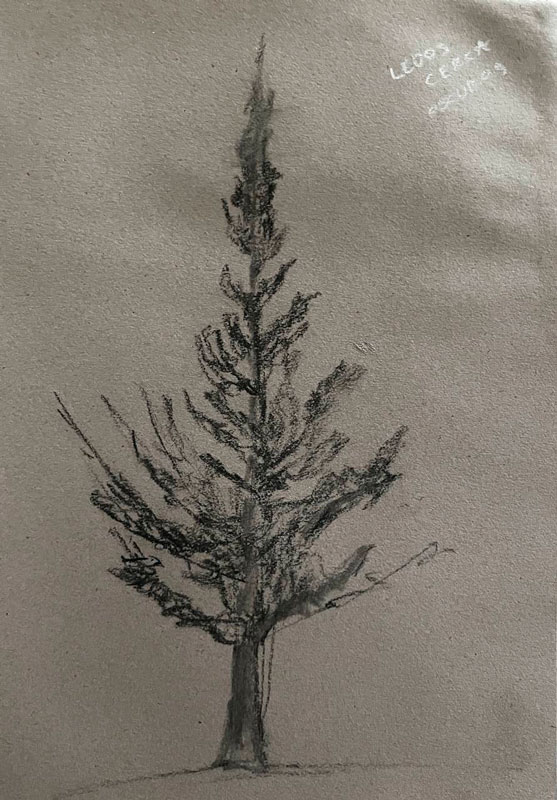 Dibujo de pino con carbón